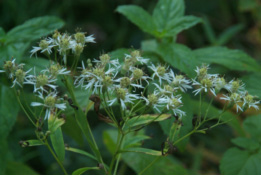 Aster umbellatus bestellen